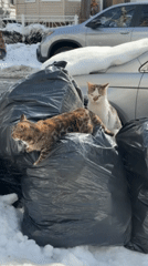 Cats spotted on snowy New York streets near trash bags
