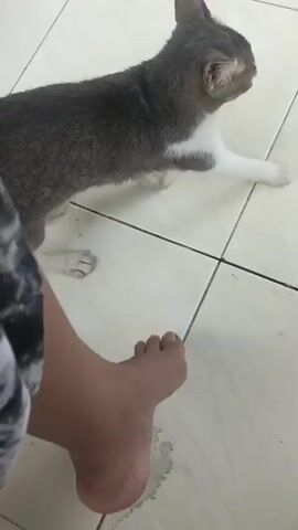 A video shows a cat on a tiled floor. In the first frame, the cat is lying on its side, facing to the right. In the second frame, the cat is looking directly at the camera with its eyes wide open. In the third frame, the cat is moving its head downwards. In the fourth frame, a human leg is seen interacting with the cat's body. In the final frame, the cat is again lying on its side, facing to the right. The background consists of a light-colored tiled floor.