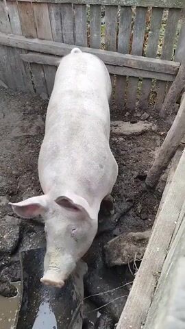 A pale pig stands in a muddy pen with wooden fencing. The pig is facing left with its snout down. Mud and debris are visible on the ground. The pig's ears are floppy and pink. The wooden fence is weathered and gray. There are some leaves on the ground behind the fence.