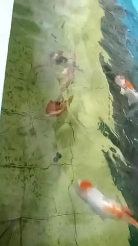 The video shows a group of koi fish swimming in a pond. The water is clear and the bottom of the pond appears to be tiled. The koi fish are of various colors, including orange, white, and black. Some of the fish are large and some are smaller. The fish are swimming in different directions and some are close to the surface of the water while others are deeper. The lighting in the video is natural and there are some reflections on the surface of the water.