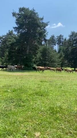 A herd of cows grazes in a lush green meadow with a dense forest in the background. The cows are of various colors, including brown, black, and white. The sun is shining, and the sky is blue with a few white clouds. The camera pans slowly to the right, following the movement of the cows. The overall atmosphere is peaceful and serene.