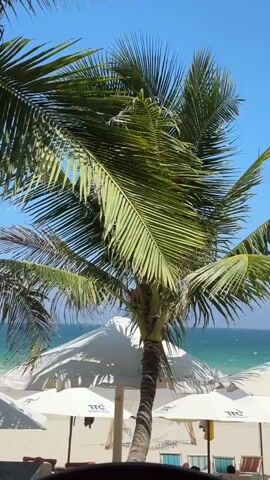 The video shows a close-up of a palm tree with green fronds against a clear blue sky. In the background, white beach umbrellas are set up on a sandy beach. Beyond the umbrellas, a turquoise ocean is visible, with gentle waves. The overall scene depicts a sunny day at a tropical beach resort.
