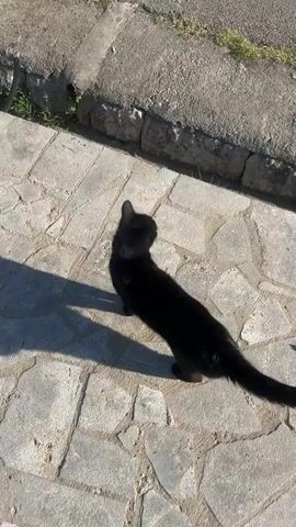 A black cat walks along a paved surface, moving from left to right. It pauses, turns its head, then walks towards the right side of the frame. The cat's shadow is visible on the ground. The background shows a building and a road.