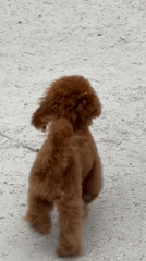 Street musician performs as dog walker passes in Milan park