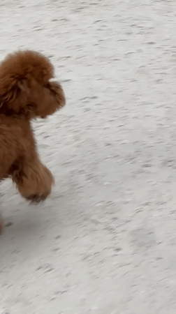 Street musician performs as dog walker passes in Milan park