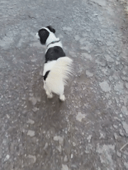 Dog and sunset scenes captured during five-minute evening observation