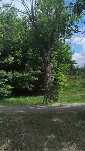 The video shows a view from a moving vehicle, likely a car, traveling along a paved path or road. The path is bordered by grassy areas and dense green trees. In the foreground, the grass appears freshly cut. As the vehicle moves, the scenery changes. Initially, there are only trees and grass. Then, a unique, gnarled tree trunk is visible to the left. Further along, a building with a tall, slender smokestack or industrial pipe comes into view. The building appears to be a commercial establishment, possibly a car wash, with signage visible. A dark-colored car is parked in front of it. The sky above is blue with scattered white clouds. The overall environment suggests an outdoor, possibly suburban or rural, setting during the daytime.