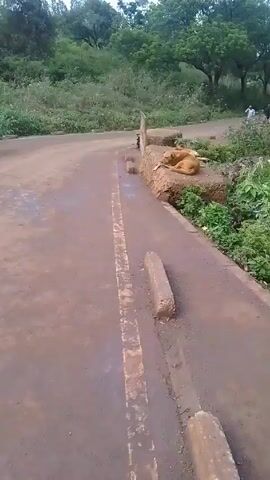 The video shows two tan dogs resting on a concrete structure next to a road. The road is a reddish-brown color with a yellow dividing line and is positioned at a slight angle relative to the camera. In the background, there is greenery, including trees and bushes. A person in a white outfit is walking along the road further in the distance. Additionally, a motorcyclist passes by in the background. The camera gradually zooms in on the dogs, providing a closer view of their resting position on the concrete structure.
