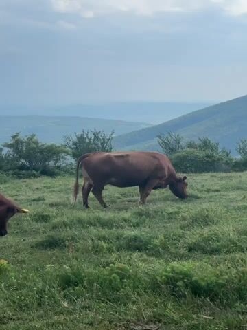The video shows a herd of cows grazing on a grassy hillside with a vast mountain landscape in the background. The cows are mostly brown, with one black cow visible. They are scattered across the field, some grazing with their heads down, while others are walking or standing. The landscape is lush and green, with rolling hills and trees stretching into the distance. The sky is partly cloudy, with patches of blue sky peeking through. The overall mood is peaceful and serene, capturing the natural beauty of the Bulgarian countryside. The time of day appears to be daytime, possibly late morning or early afternoon, given the lighting. The weather seems pleasant, with no indication of rain or harsh sunlight. The video is shot from a slightly elevated position, offering a panoramic view of the grazing cows and the surrounding mountains. There is no visible text in the video.
