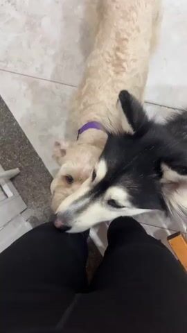 The video shows two dogs interacting with a person's legs. The dog in the foreground is a husky with black and white fur, and blue eyes. It is sniffing and nudging the person's leg. The dog in the background is a lighter colored dog, possibly a poodle mix, wearing a purple collar. It is also sniffing the person's leg. The person is wearing black leggings and white sneakers. The scene appears to be indoors, on a tiled floor.