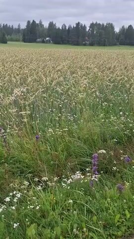 A video captures a field of wheat under a cloudy sky. The foreground is filled with a variety of wildflowers, including white daisies and purple flowers, interspersed with tall green grass. In the background, the wheat stalks are mature and golden, stretching towards a line of trees and a distant building under a gray, overcast sky. The camera pans slightly, offering a panoramic view of the rural landscape.