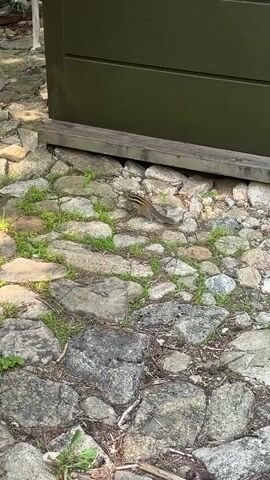 A chipmunk scurries across a cobblestone path. The chipmunk is facing left and is in the middle of the frame. It is a small rodent with brown fur and black stripes running down its back. It is next to a green wooden structure. The ground is made up of irregularly shaped gray stones, with patches of green grass growing between them. In the background, there is a white plastic tarp covering some objects, and some wooden planks. The scene is outdoors in what appears to be a wooded area, with dappled sunlight illuminating the ground.