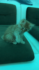Ginger kitten photographed in home office setting in Khimki