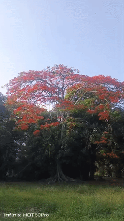 Evening gathering at Parque Francisco de Miranda, Caracas