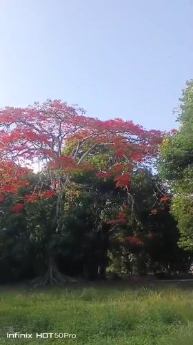Evening gathering at Parque Francisco de Miranda, Caracas