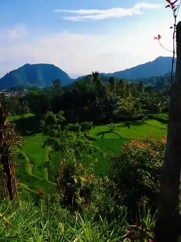 The video shows a landscape of rice terraces and lush greenery. The scene is shot from an elevated position, looking out over the valley. There are mountains in the background under a clear blue sky with scattered clouds. In the foreground are tall grasses and trees.  A thin tree trunk frames the right side of the view.  The light is bright, suggesting it is daytime.