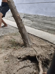 Climbing a leaning tree in a dusty backyard