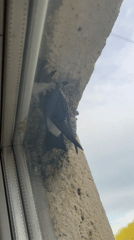 Swallow spotted at nest on building wall in Elena
