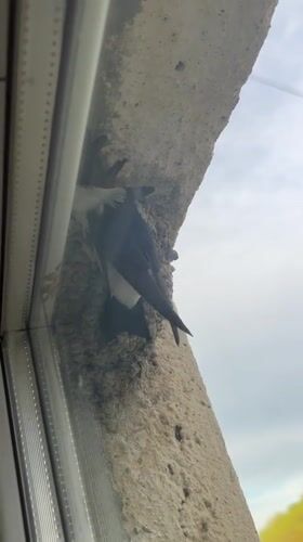 Swallow spotted at nest on building wall in Elena