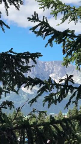 A vertical video shows a view of a mountain range through the branches of a pine tree. The sky is blue with some white clouds. The mountain peaks are rugged and appear to be snow-capped in some areas. Below the mountains, there are green forests and some buildings are visible in the distance. The foreground is dominated by the dark green needles and branches of the pine tree, which frame the scenic view. The video is static, with no apparent movement or action. The overall impression is one of natural beauty and a peaceful mountain landscape.