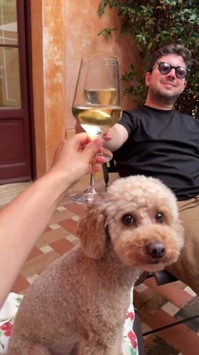 Wine toast in Fiumicino, poodle front and center