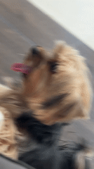 Woman and Yorkshire Terrier observed in Tlaxcalancingo indoor setting