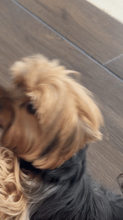 Woman and Yorkshire Terrier observed in Tlaxcalancingo indoor setting