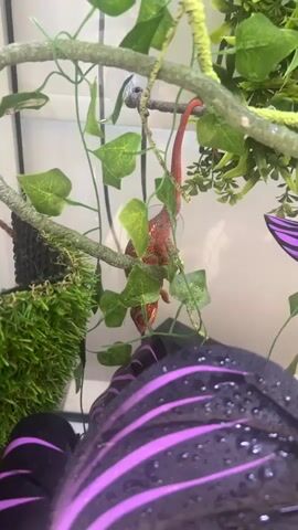 A close-up shot shows a red chameleon hanging upside down from a tree branch in its enclosure. The chameleon's body is bright red with white spots, and its long tail curls upwards. It is surrounded by green artificial leaves and vines, with a fuzzy green object to its left. In the foreground, a purple object with black stripes and water droplets is visible. The background is a plain white surface. The chameleon's eyes are visible, and it appears to be looking forward. The lighting is bright, suggesting the video was taken indoors.