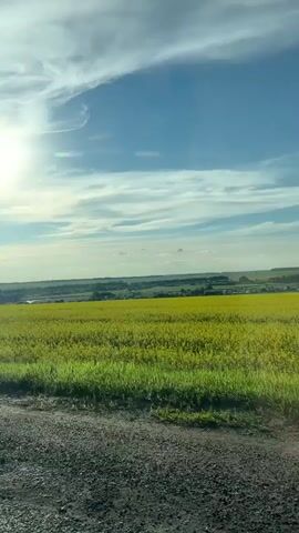 A bright, sunny day is depicted in this video clip, shot from a slightly elevated perspective, possibly from a moving vehicle. The scene is a vast, rolling landscape dominated by a vibrant yellow field stretching across the middle ground. This field is likely rapeseed or a similar flowering crop, creating a striking visual contrast with the bright blue sky above. Thin, wispy clouds streak across the sky, catching the sunlight and adding texture to the celestial expanse.

In the distance, a faint line of buildings suggests a village or small town nestled within the landscape. The overall impression is one of rural tranquility and natural beauty. The time of day appears to be late morning or early afternoon, given the strong sunlight and the angle of the sun, which is positioned high in the sky and slightly to the left, casting a bright glare. The weather is clear and sunny, ideal for outdoor activities or agricultural growth.

The foreground is a gravelly dirt road, with green grass growing along its edge, implying the camera is positioned on or beside a pathway through the countryside. No people are clearly visible, but the presence of the distant village suggests human habitation. The overall mood evoked is peaceful and serene, celebrating the expansive beauty of the natural world. There is no visible text in the media file. The location context of Ulukulevo, Russia, places this scene within a specific geographical and cultural setting, likely part of the vast agricultural plains common in this region.