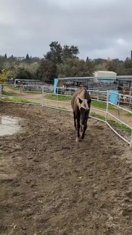 The video shows a brown horse with a blond mane standing in a muddy paddock. The horse approaches the camera at first, then stops and lowers its head near a fence. Other horses and farm buildings are visible in the background of the paddock. The sky is overcast.