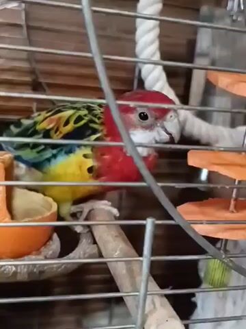 The video displays a close-up view of a colorful parrot, likely a rosella due to its red head and chest, green and yellow back, and blue wings, perched inside a metal birdcage. The parrot is positioned towards the right of the frame, looking directly at the camera. Several objects are visible within the cage: a rough wooden perch beneath the parrot, a half-orange peel to the left, and what appear to be wooden chew toys with orange discs and a green ball hanging from the right side of the cage. A thick white rope is also visible hanging vertically in the background. The cage bars are prominent in the foreground, obscuring some of the view. The background appears to be a wooden surface.