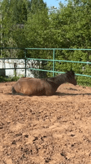 Horse riding session documented in rural Russian paddock