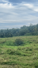 Peacock displays full plumage in Sri Lankan field