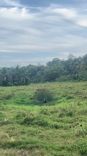 Peacock displays full plumage in Sri Lankan field