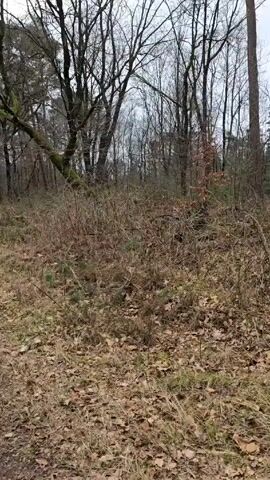 The video depicts a forest path on an overcast day. The path, composed of dirt and gravel, stretches into the distance. The landscape on either side is covered in dried grasses, brown leaves, and dense thickets. Tall, bare trees with intricate branching patterns fill the background. The sky is a dull gray, typical of an overcast day.