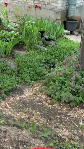 The video shows a crow standing on a rock in a garden. The garden has various plants, including tulips and some sort of clover. The crow takes off and lands on another rock. In the background is a brick wall. A bucket is visible next to the brick wall. The ground has a thin layer of woodchips.