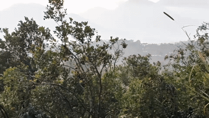 Sunrise over Kintamani's misty mountains, framed by orange trees