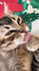 Tabby cat grooming session captured in Tinaquillo, Venezuela