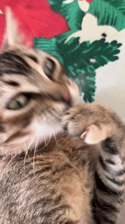 Tabby cat grooming session captured in Tinaquillo, Venezuela