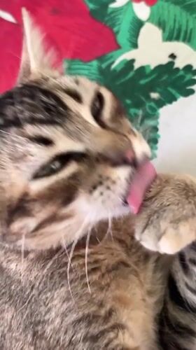 Tabby cat grooming session captured in Tinaquillo, Venezuela