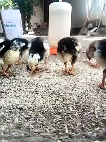 The video shows a group of chicks foraging on a ground covered with feed. There is a large white water dispenser with an orange base in the background. A white and black object, possibly a bag, is visible to the left of the dispenser. The chicks are of various colors, primarily black and white, with some having brown feathers. They are pecking at the feed scattered on the ground. The scene appears to be outdoors, possibly in a coop or yard, with a building and some vegetation visible in the background. The camera is positioned at a low angle, close to the ground, focusing on the chicks.