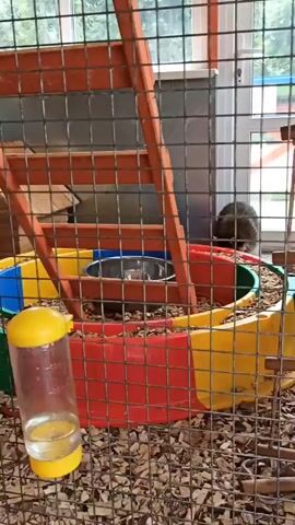 The video shows a close-up view of a small animal enclosure, likely for a pet such as a hamster or rat. The enclosure is made of wire mesh and filled with wood shavings as bedding. In the center of the enclosure is a colorful play area with a green, blue, yellow, and red ring, containing a metal food bowl. A yellow-capped water dispenser is attached to the side of the cage. To the left, a small wooden house is visible. In the background, a ladder-like structure is present, and further back, through the mesh, there are glimpses of greenery and what appears to be a window or a larger structure. A dark-colored animal, possibly a rodent, is seen moving within the enclosure, partially obscured by the play structure and the mesh. The lighting suggests it is daytime, and the overall impression is of a domestic pet's living space. There is no visible text in the video.