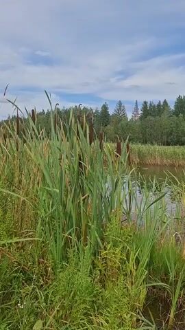This is a vertical video of a calm lake surrounded by tall green reeds and cattails. In the background, there is a dense forest of pine and deciduous trees under a partly cloudy blue sky. The water is dark and reflects the sky and trees. The overall scene is natural and serene.