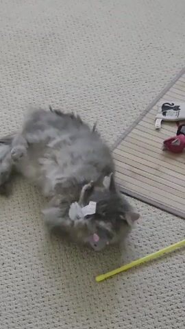A fluffy gray kitten is lying on its back on a beige carpet, playing with a small gray toy mouse. The kitten is batting at the toy with its paws, and its hind legs are in the air. A yellow wand toy is lying on the carpet to the right of the kitten. In the background, there is a bamboo mat with a few other toys on it. The lighting is bright and appears to be natural light coming from above.