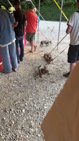 The video shows a group of dachshunds on leashes outside. There are four dogs visible in the foreground and middle ground, all on leashes. Two of the dogs are mostly brown and white, with one being a mottled brown and black pattern. One dog is grey and wiry. In the background, a person wearing an orange shirt and green shorts is walking away from the camera, and another person wearing a white shirt is facing away. The ground is covered in gravel. The scene appears to be under a tent or awning.