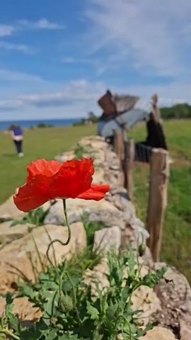 A close-up shot of a bright red poppy flower in the foreground, with its stem gently curved. Behind the poppy, a rustic stone wall extends diagonally across the frame, lined with wooden posts. A person wearing a purple top and dark pants is walking away in the distance on a grassy field. The background shows a body of water, possibly the sea, and a blue sky with scattered white clouds. The overall scene is outdoors in a natural setting.