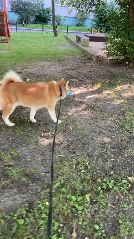 A tan and white dog walks on a leash outdoors. The dog is medium-sized with fluffy fur and a curled tail. It is wearing a blue collar and has a blue object in its mouth. The dog is walking on a grassy area with some dirt patches and fallen leaves. In the background, there are trees, a building, and playground equipment. The camera is following the dog, creating a slightly shaky video.