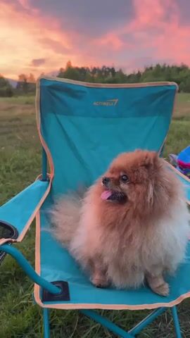 The video opens with a close-up of a fluffy Pomeranian dog sitting in a teal camping chair. The dog is facing to the right of the frame, with its tongue out and a happy expression. The background is a field of green grass with trees in the distance. The sky is a beautiful blend of pink, orange, and yellow hues, indicating a sunset.

As the video progresses, a gray car is visible parked on the left side of the frame. The camera zooms out slightly, revealing more of the car and the surrounding landscape. The dog remains in its seated position, occasionally shifting its weight. The sunset continues to deepen in color, creating a warm and serene atmosphere.

The video continues to show the dog in the chair against the backdrop of the vibrant sunset and the parked car. The dog's fur appears light brown and white. The camping chair has orange trim and a cup holder on the armrest. The overall scene is one of peaceful outdoor enjoyment, possibly during a camping trip or a scenic stop.