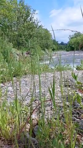 This is a video taken from ground level, looking towards a river on a bright, sunny day. The foreground is filled with rocks and tall green grass. The river is flowing quickly, with white water indicating rapids or a small waterfall. Trees line both sides of the river, creating a natural, green environment. The sky is blue with scattered white clouds. There are no people visible in the video.