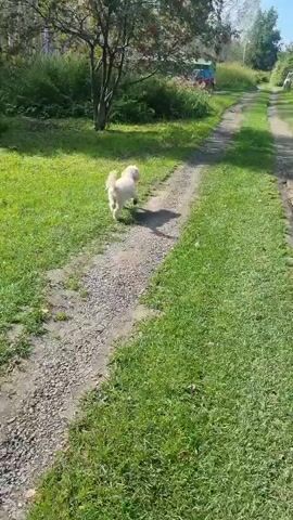 A small, light-colored dog is walking away from the camera down a gravel path. The path is lined with green grass. To the left of the path is a tree with red berries and some greenery. Further down the path, there are buildings and more trees. The sun is shining, casting shadows. The video is shot from a moving perspective, following the dog.
